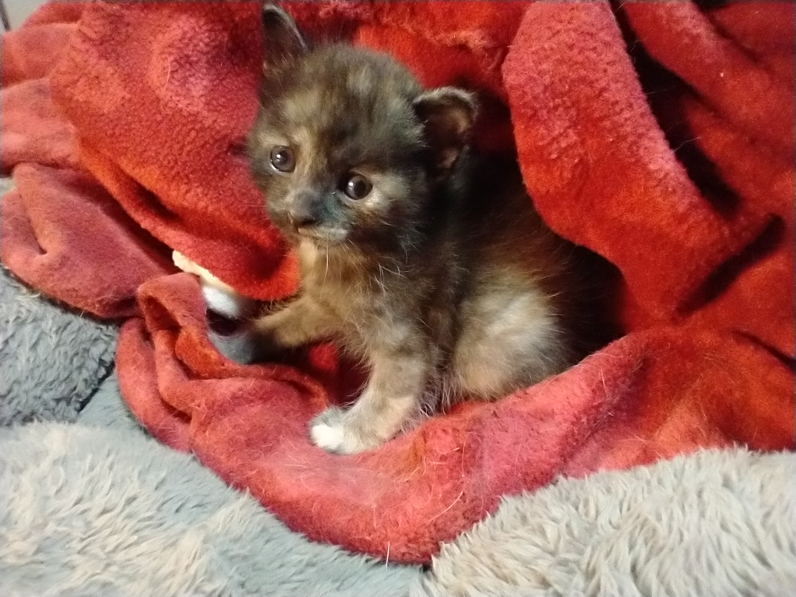 Picture of the Animal Listed