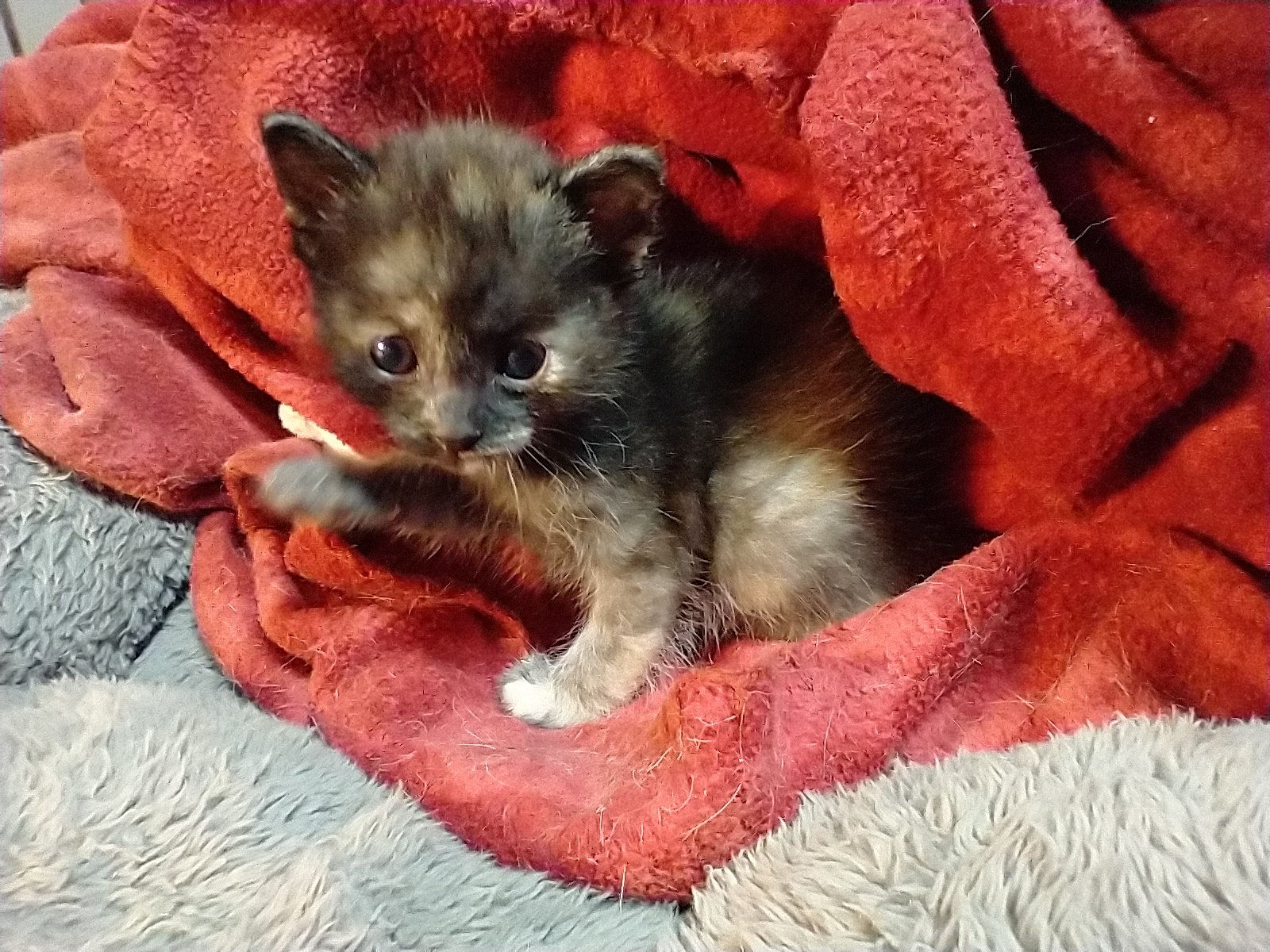 Picture of the Animal Listed