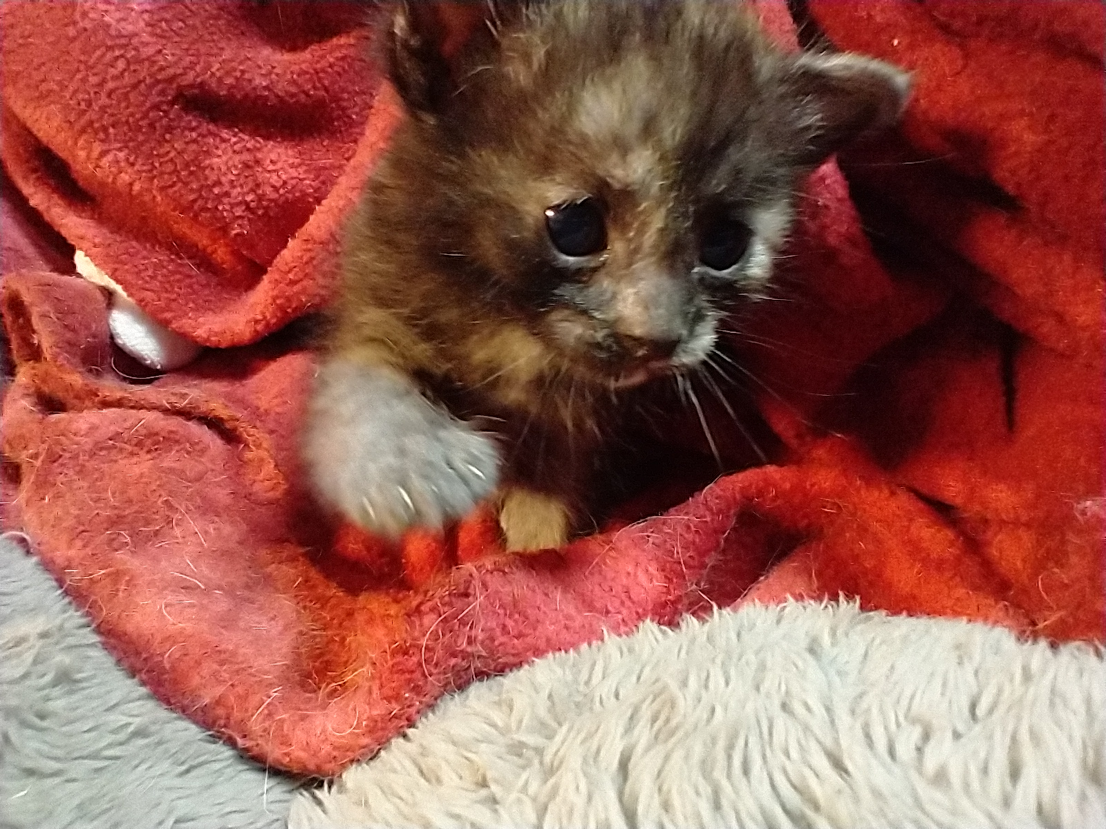 Picture of the Animal Listed
