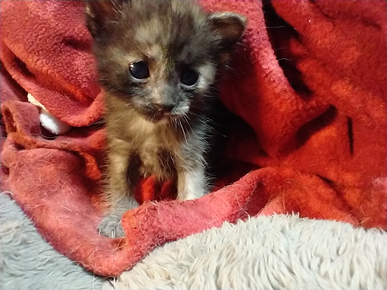Picture of the Animal Listed