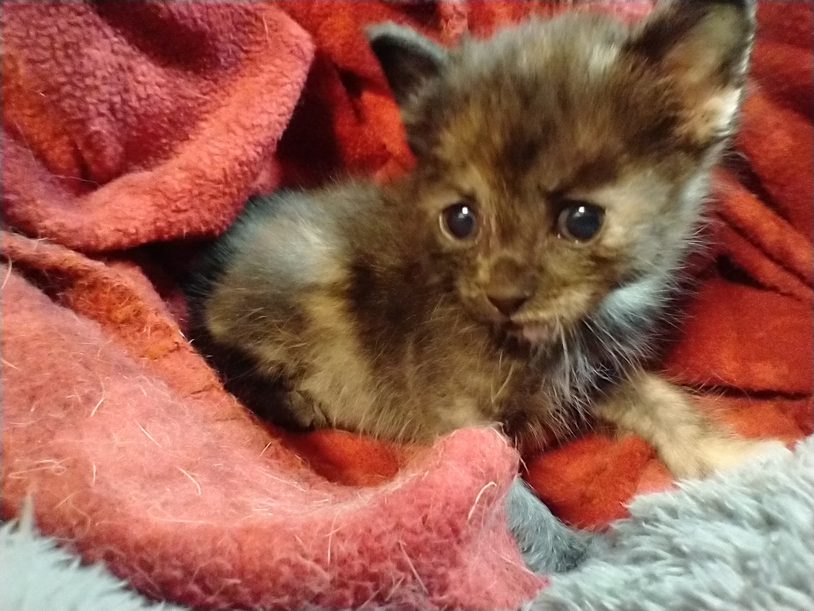Picture of the Animal Listed