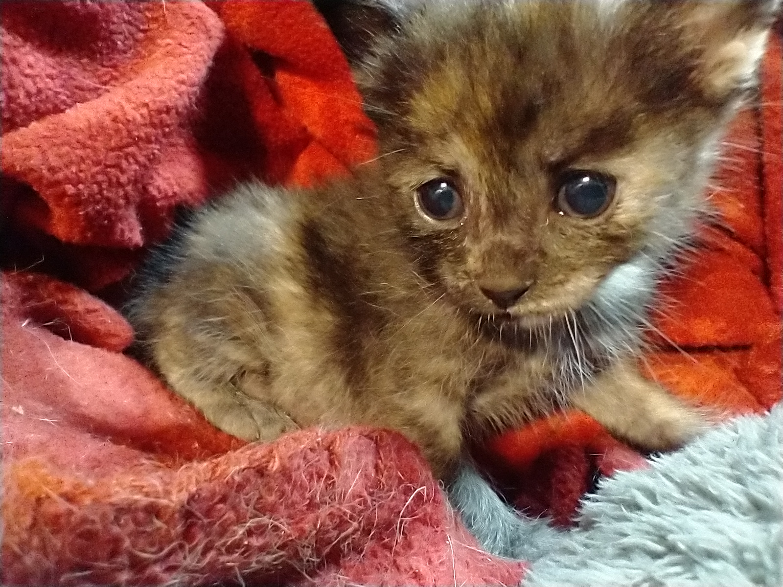 Picture of the Animal Listed