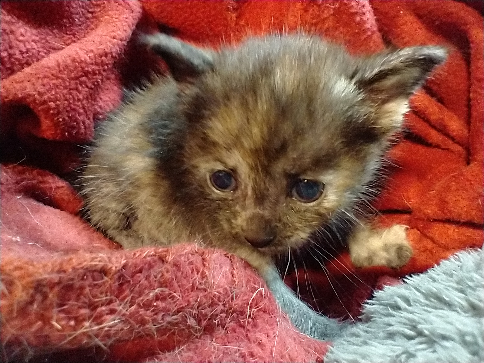 Picture of the Animal Listed