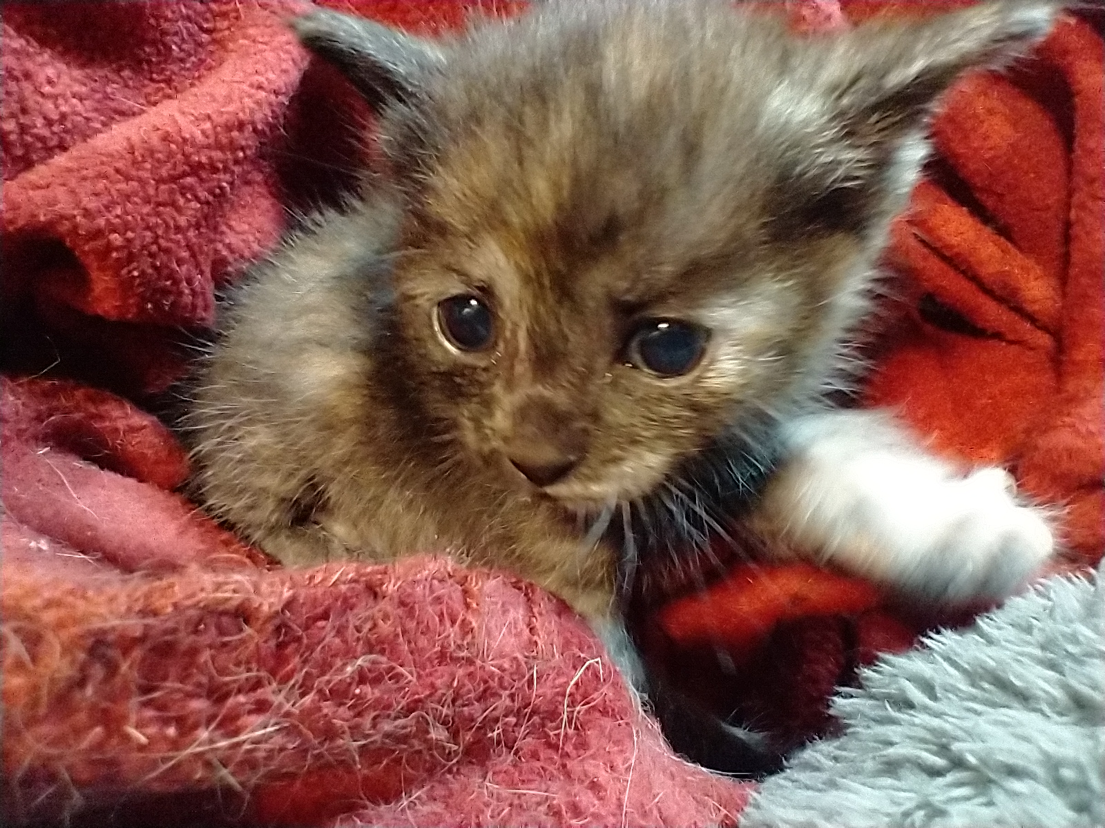Picture of the Animal Listed