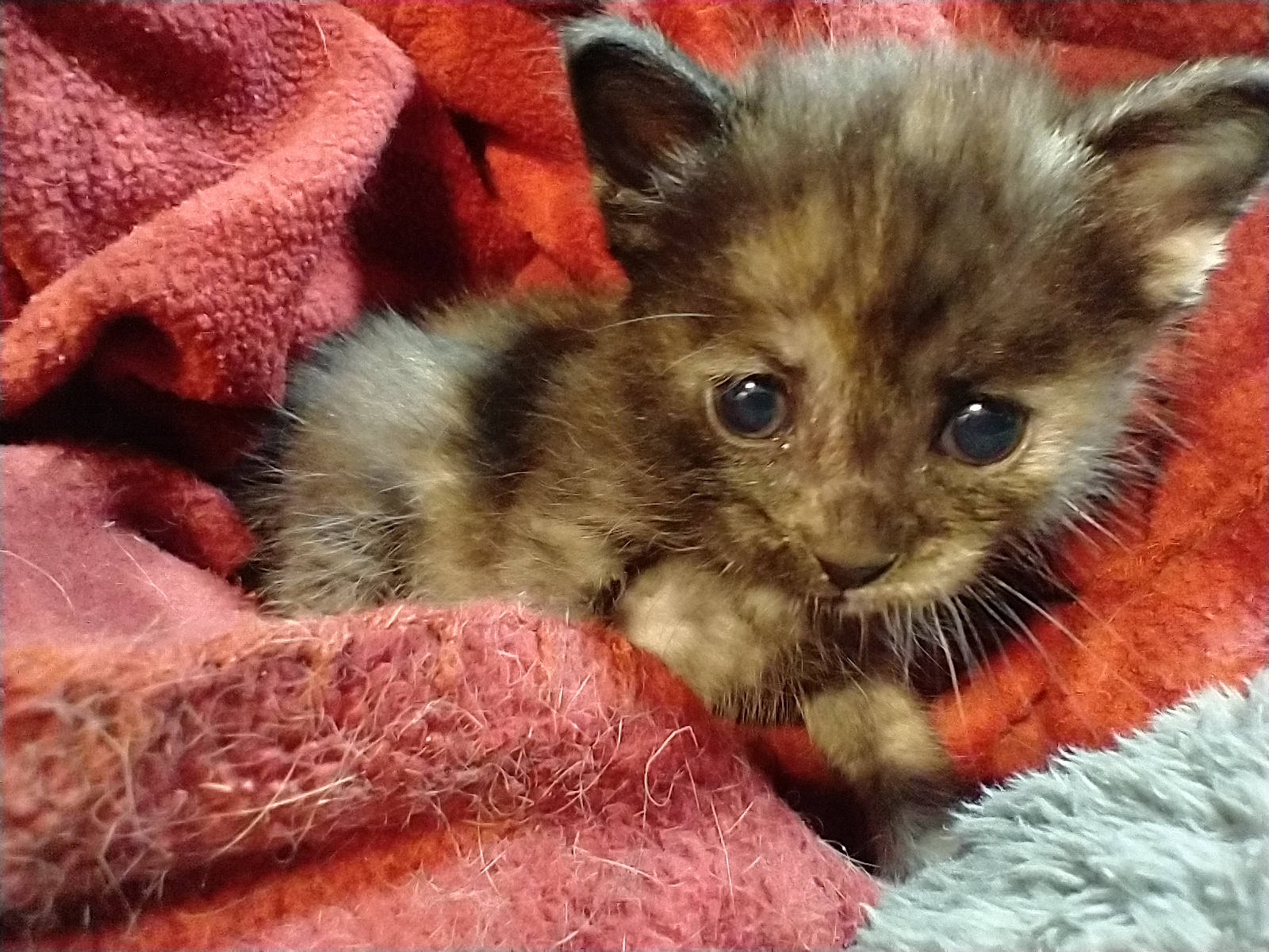 Picture of the Animal Listed