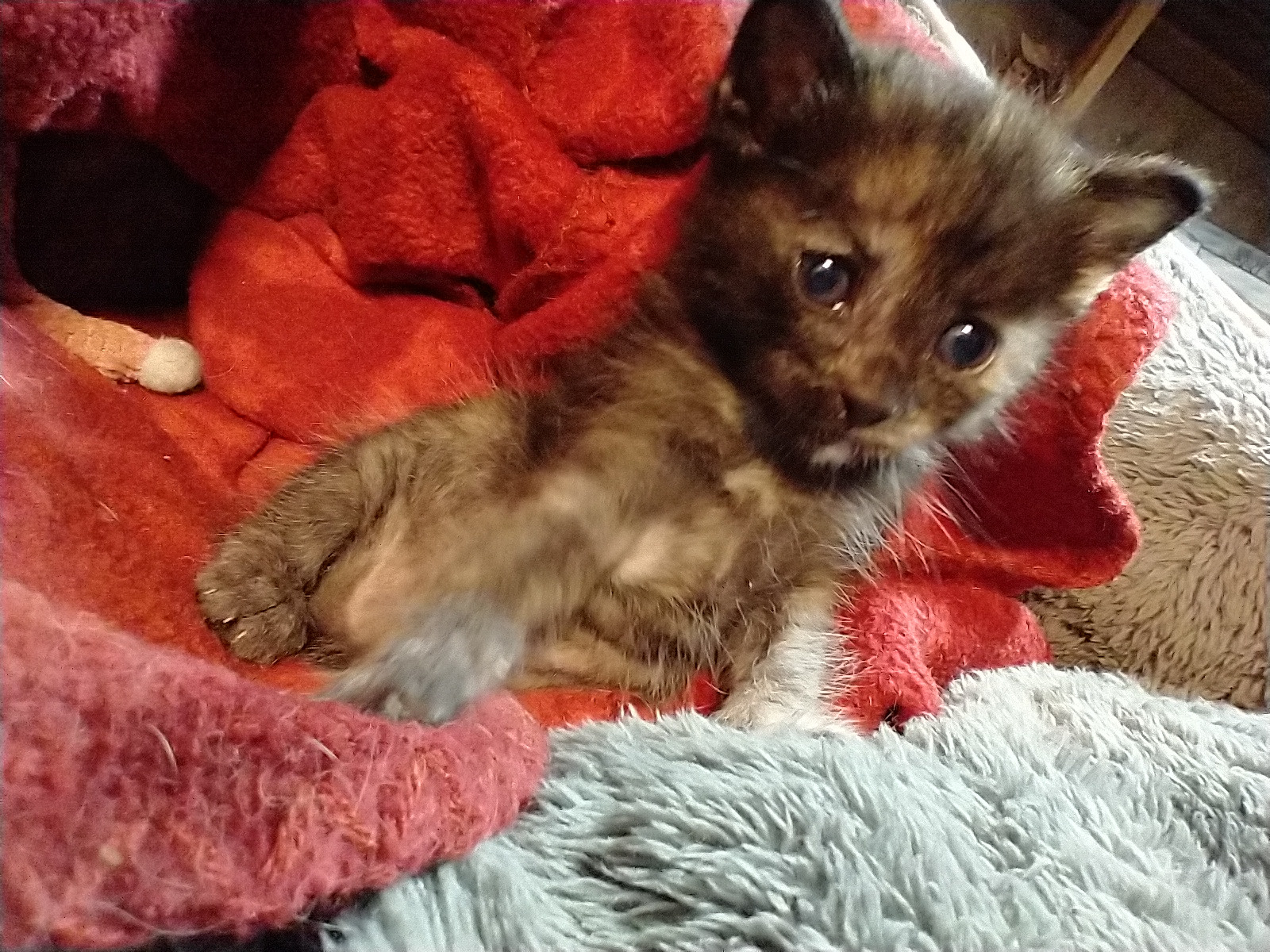 Picture of the Animal Listed