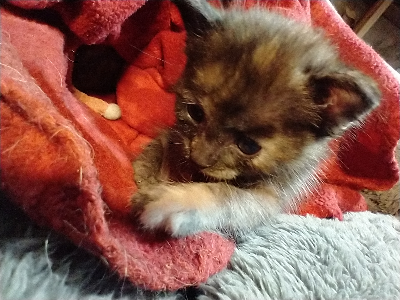 Picture of the Animal Listed