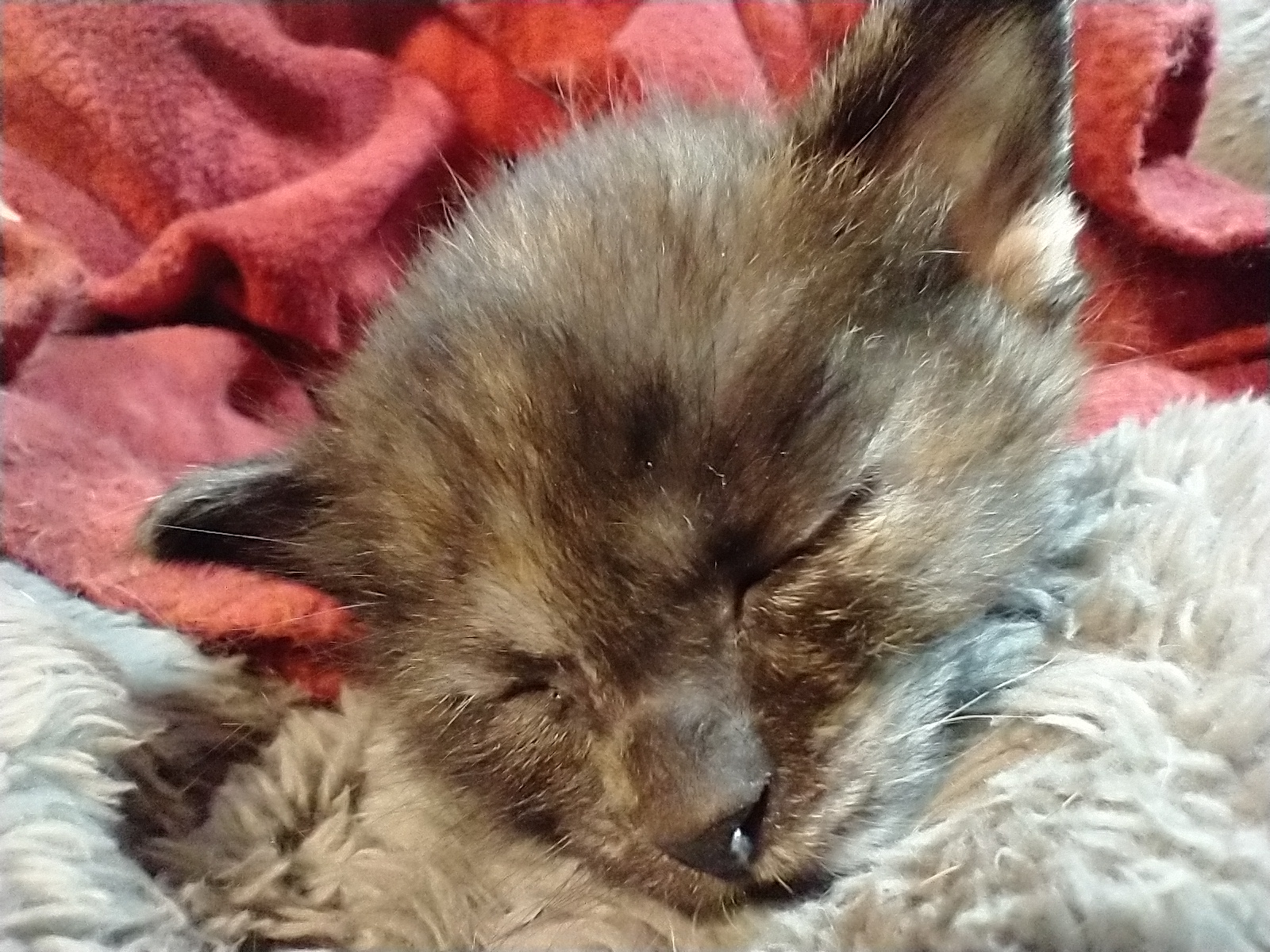 Picture of the Animal Listed