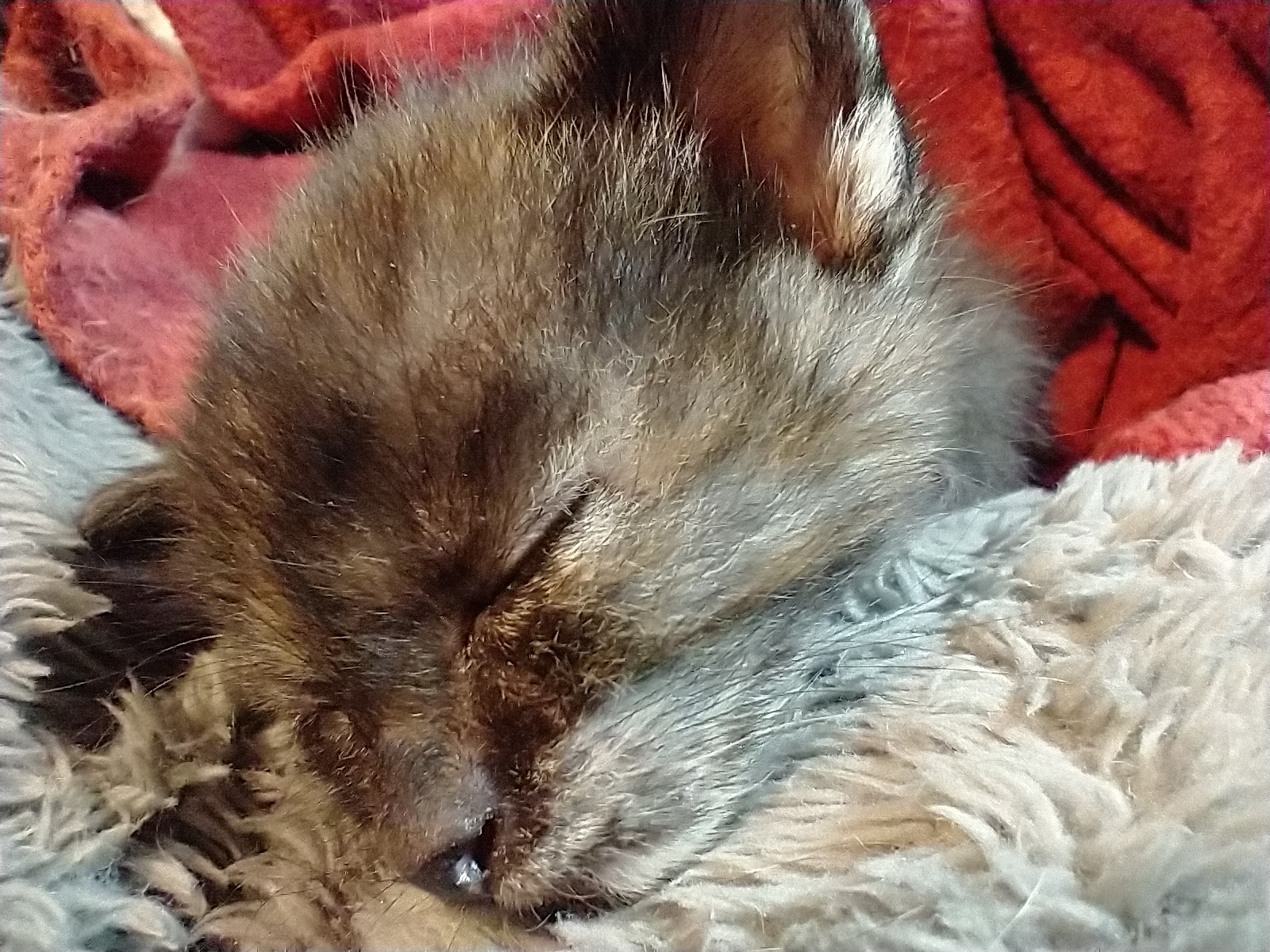 Picture of the Animal Listed