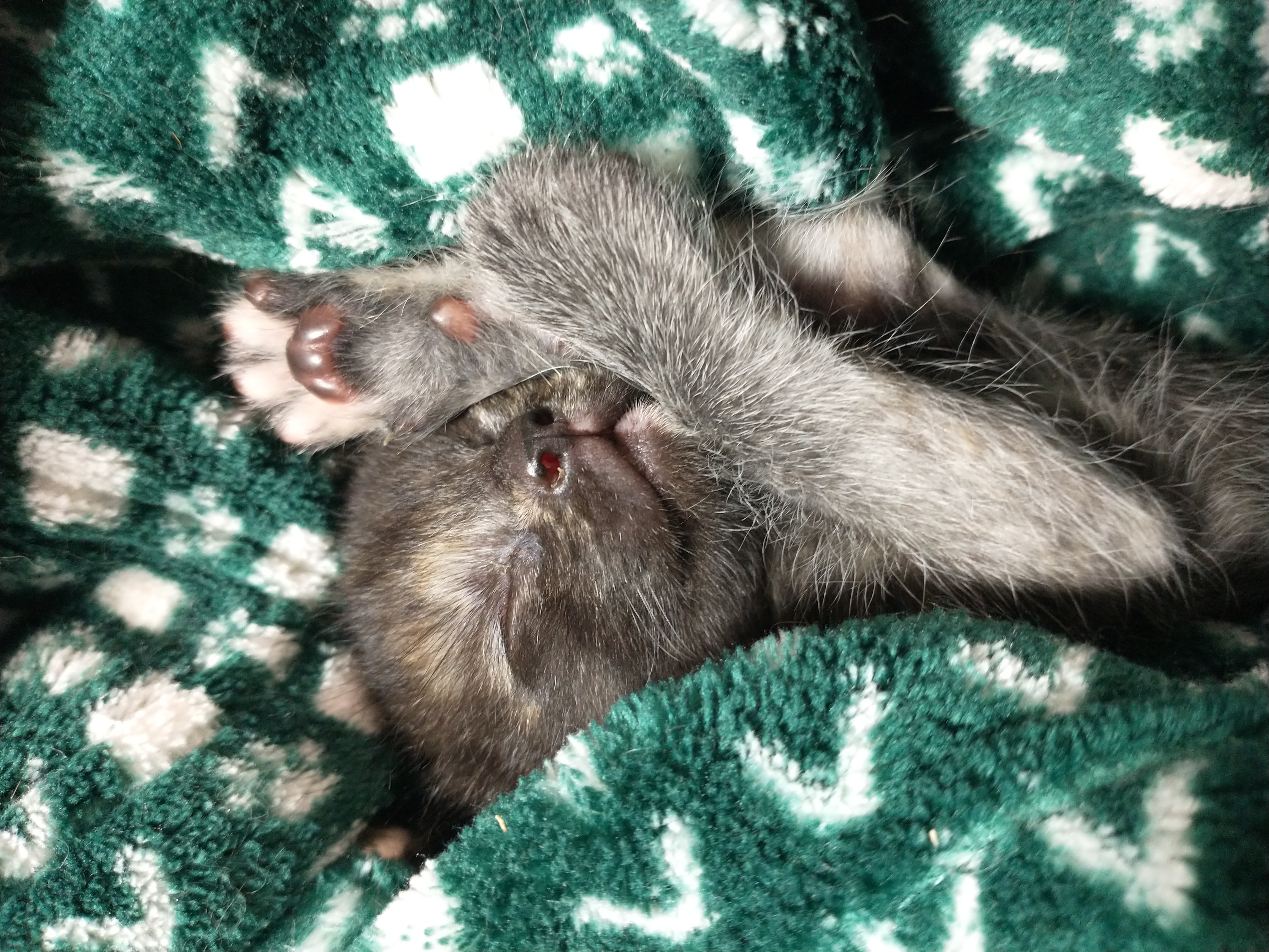 Picture of the Animal Listed