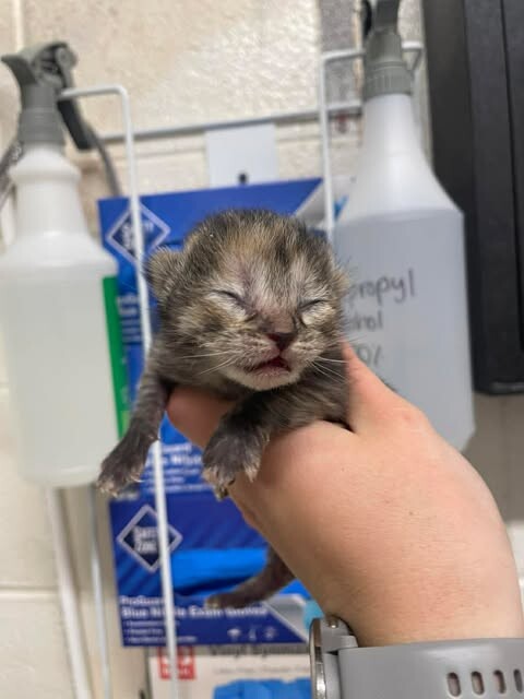 Picture of the Animal Listed