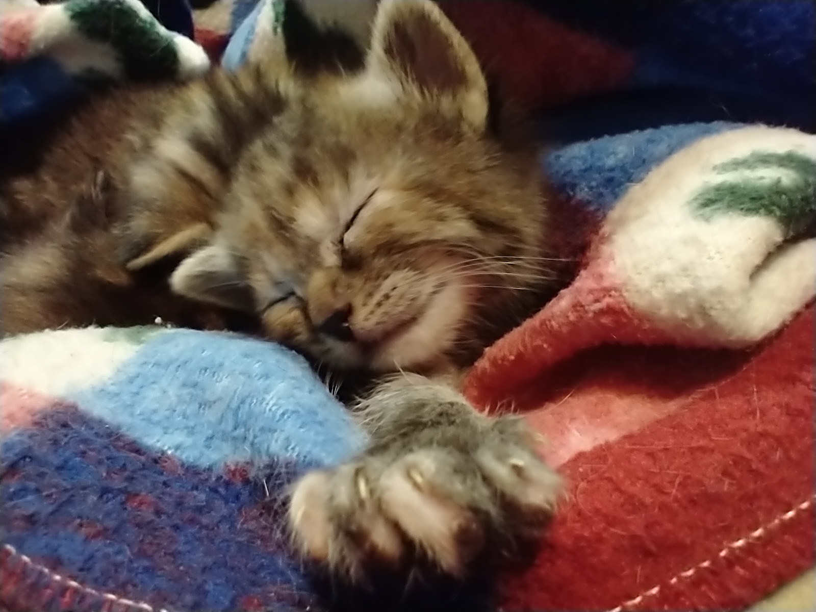 Picture of the Animal Listed