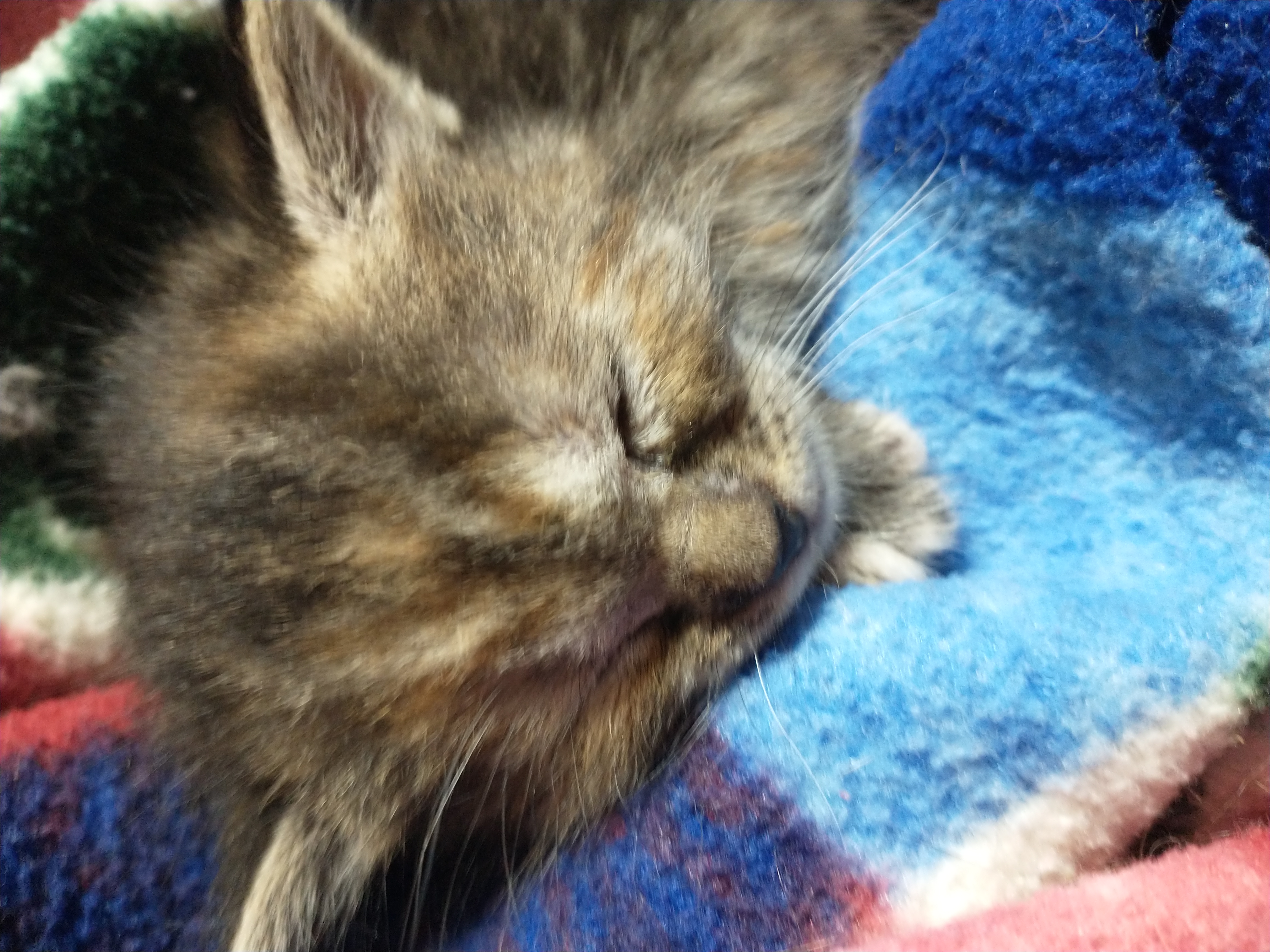 Picture of the Animal Listed