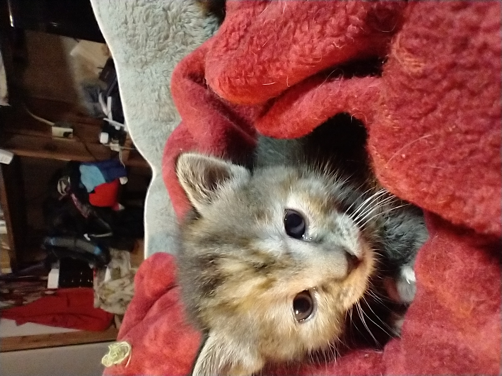 Picture of the Animal Listed