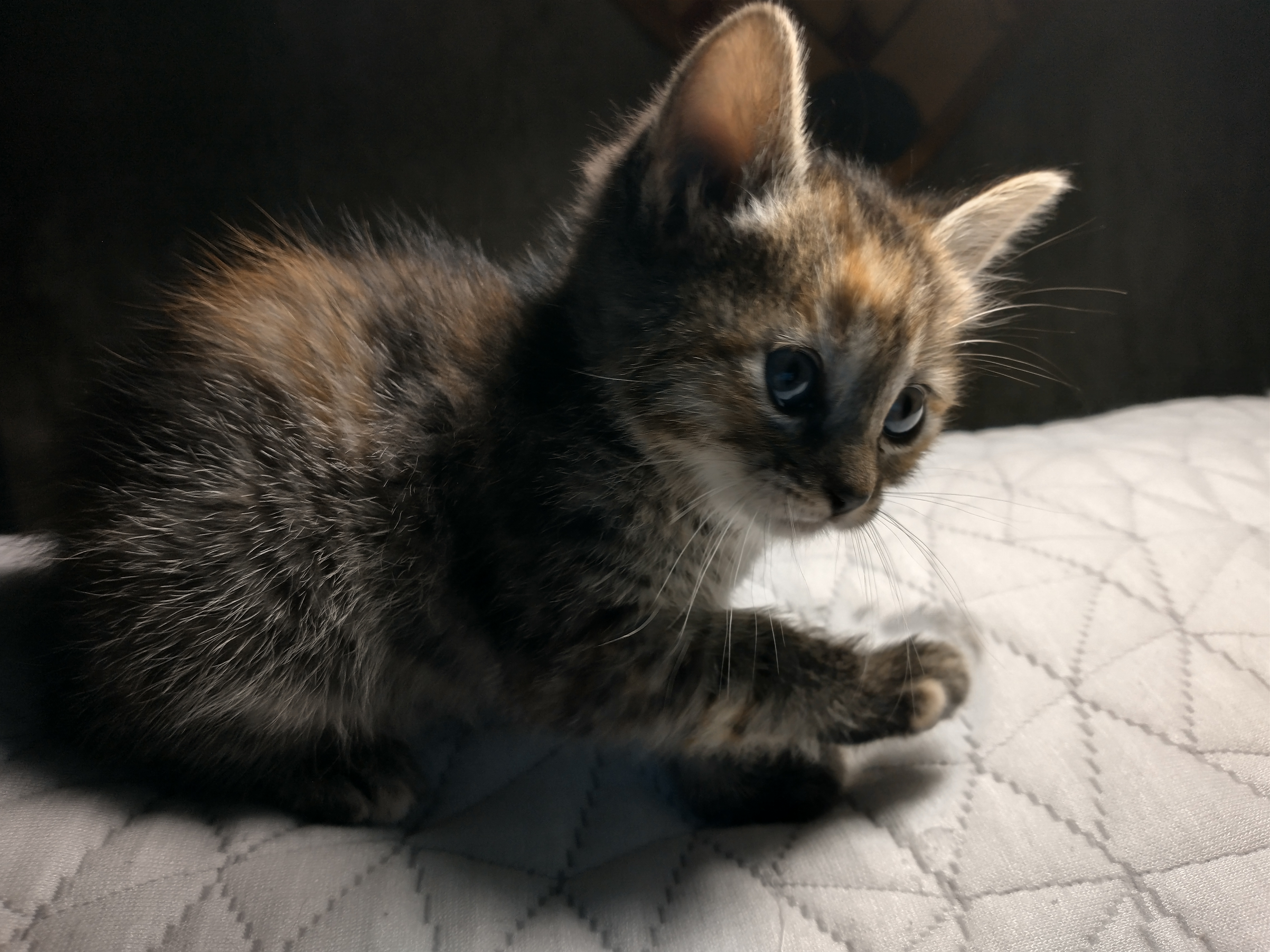 Picture of the Animal Listed