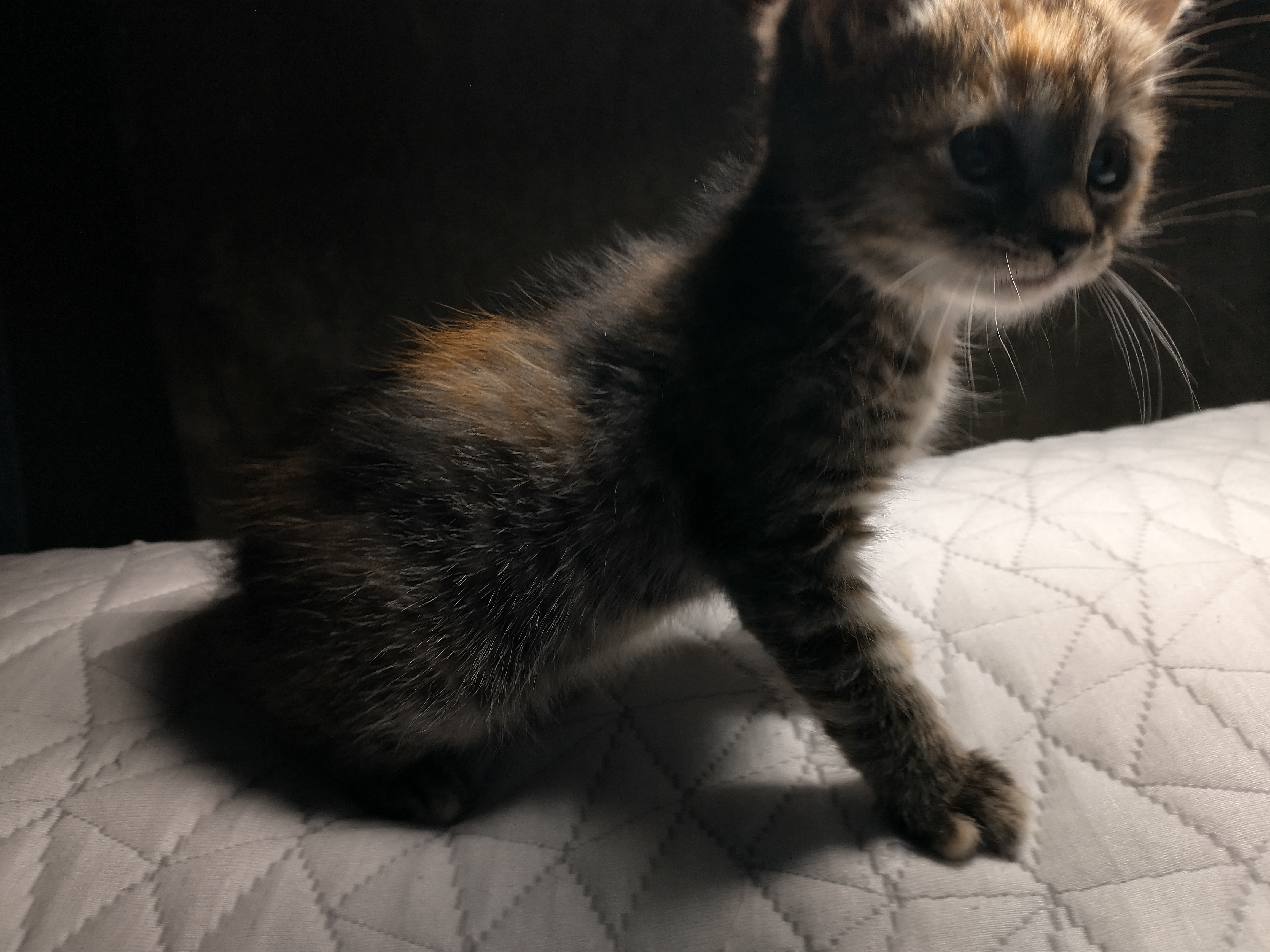 Picture of the Animal Listed