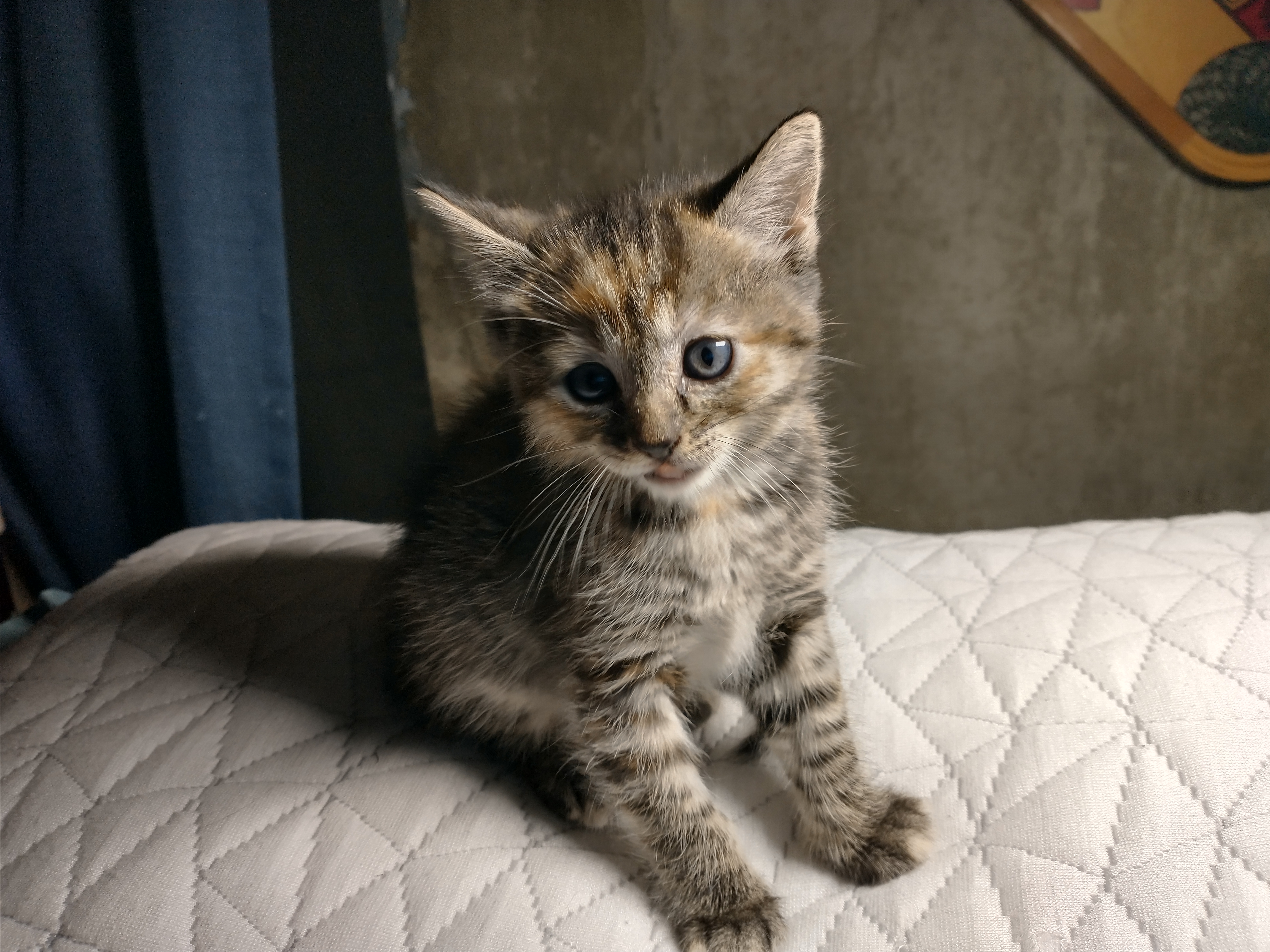 Picture of the Animal Listed