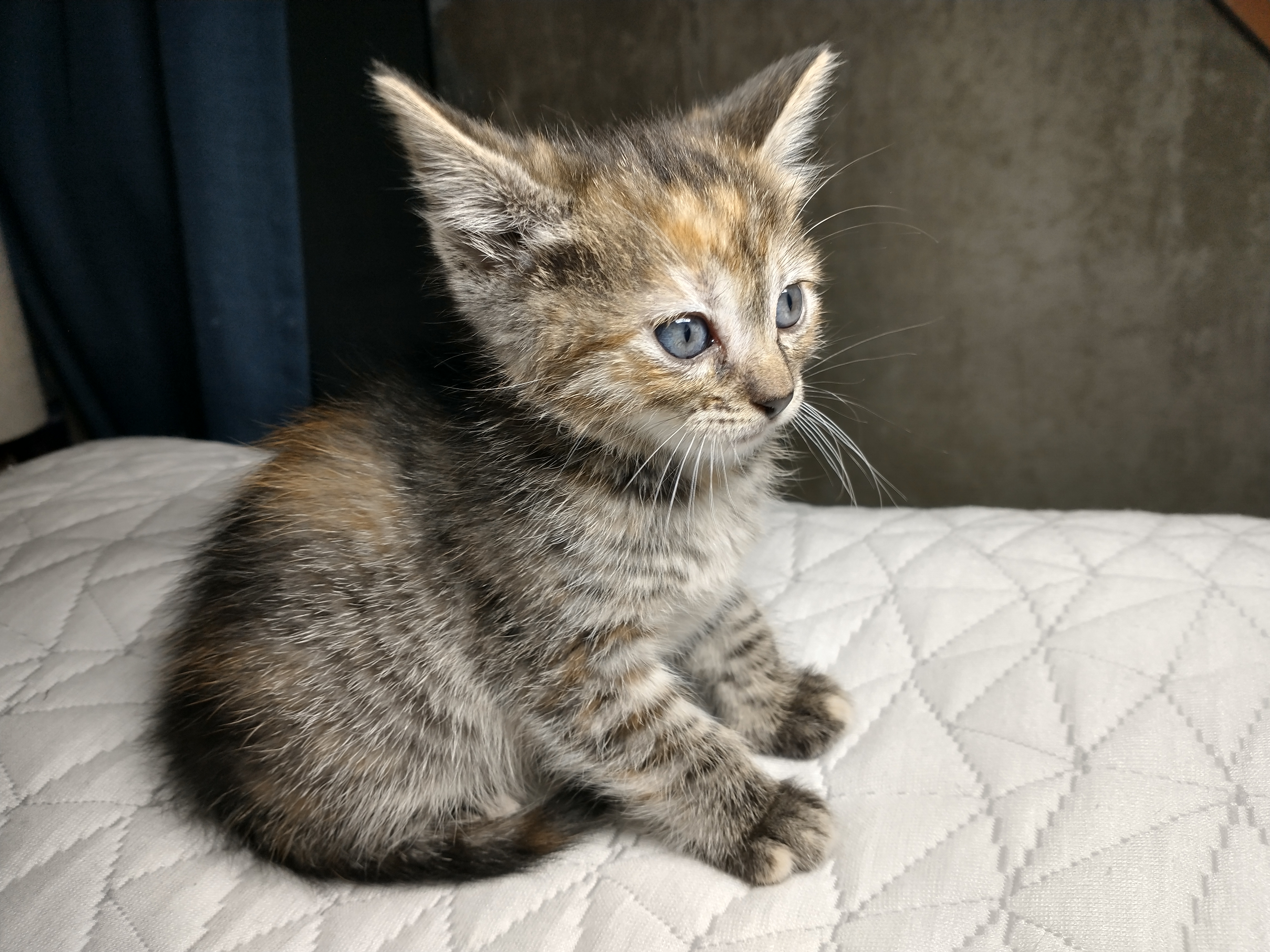 Picture of the Animal Listed