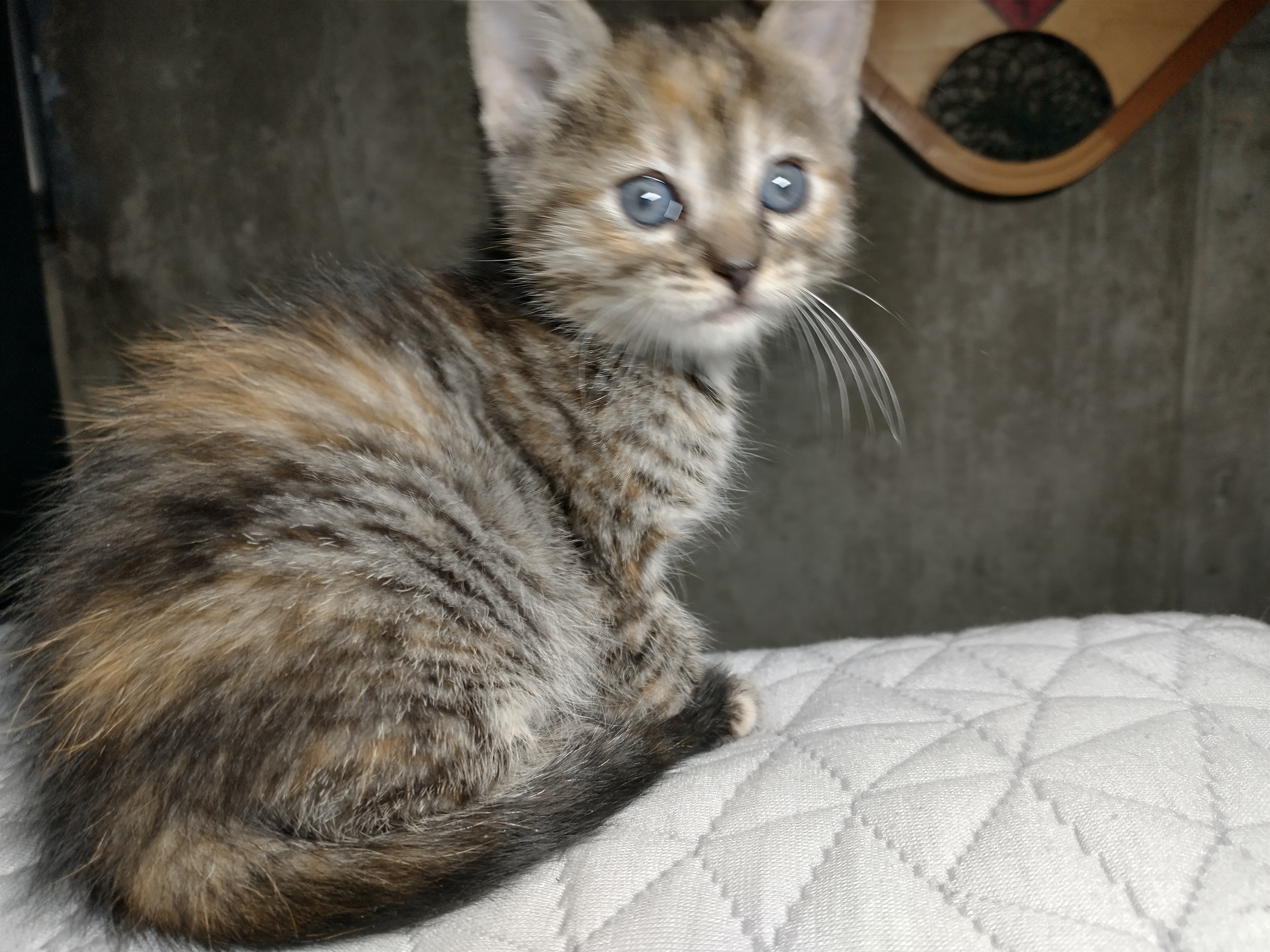 Picture of the Animal Listed
