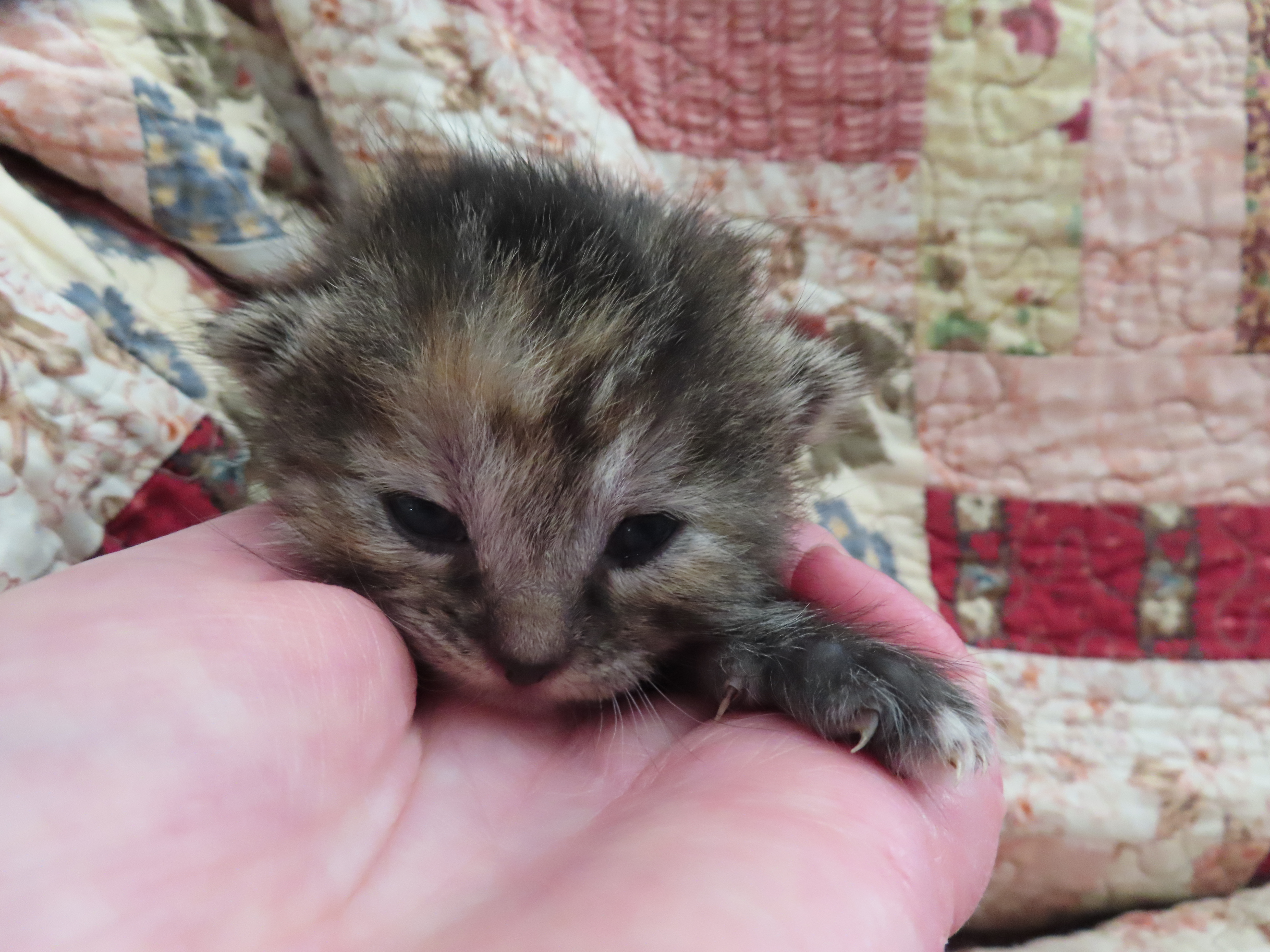 Picture of the Animal Listed