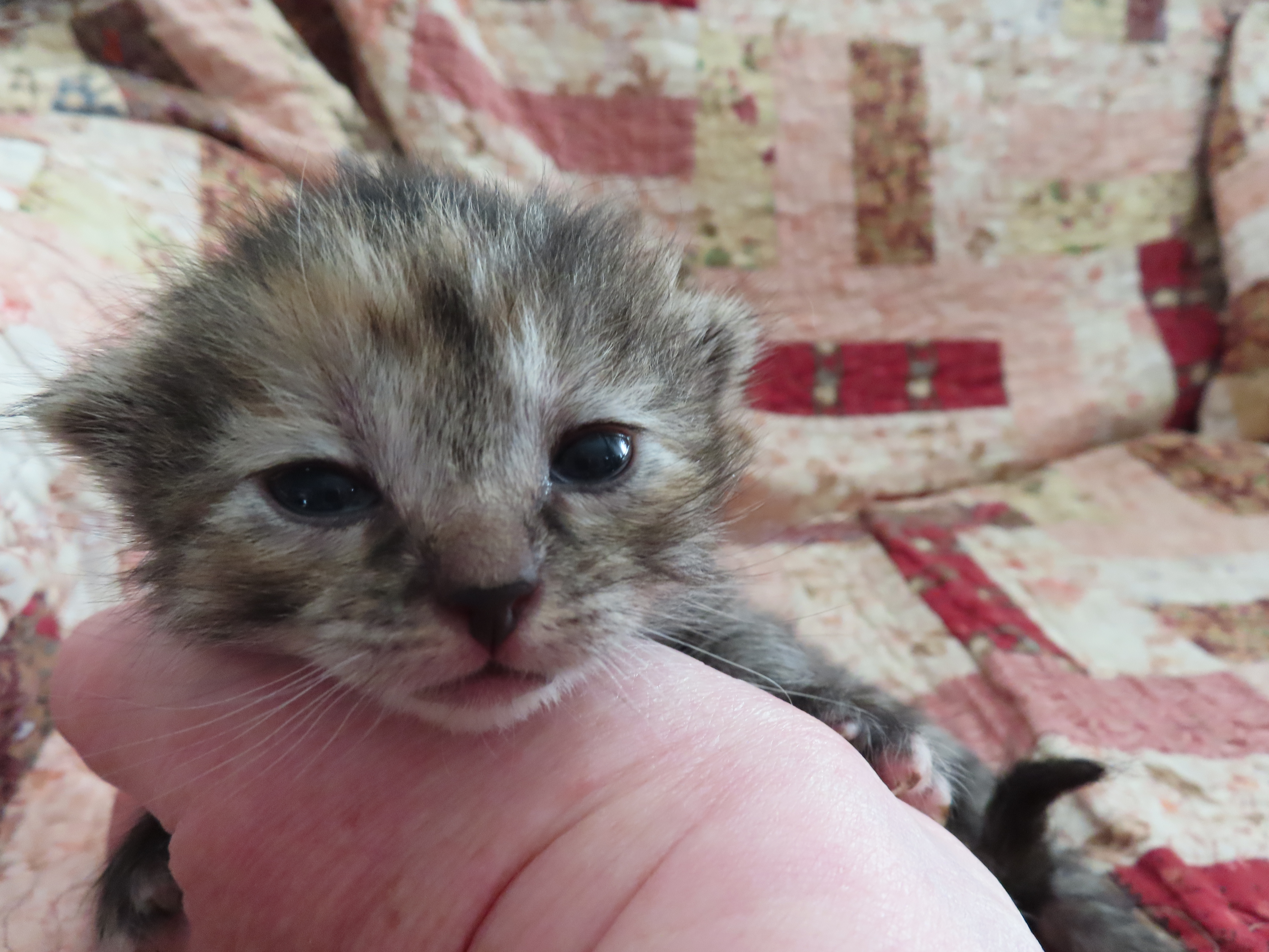 Picture of the Animal Listed