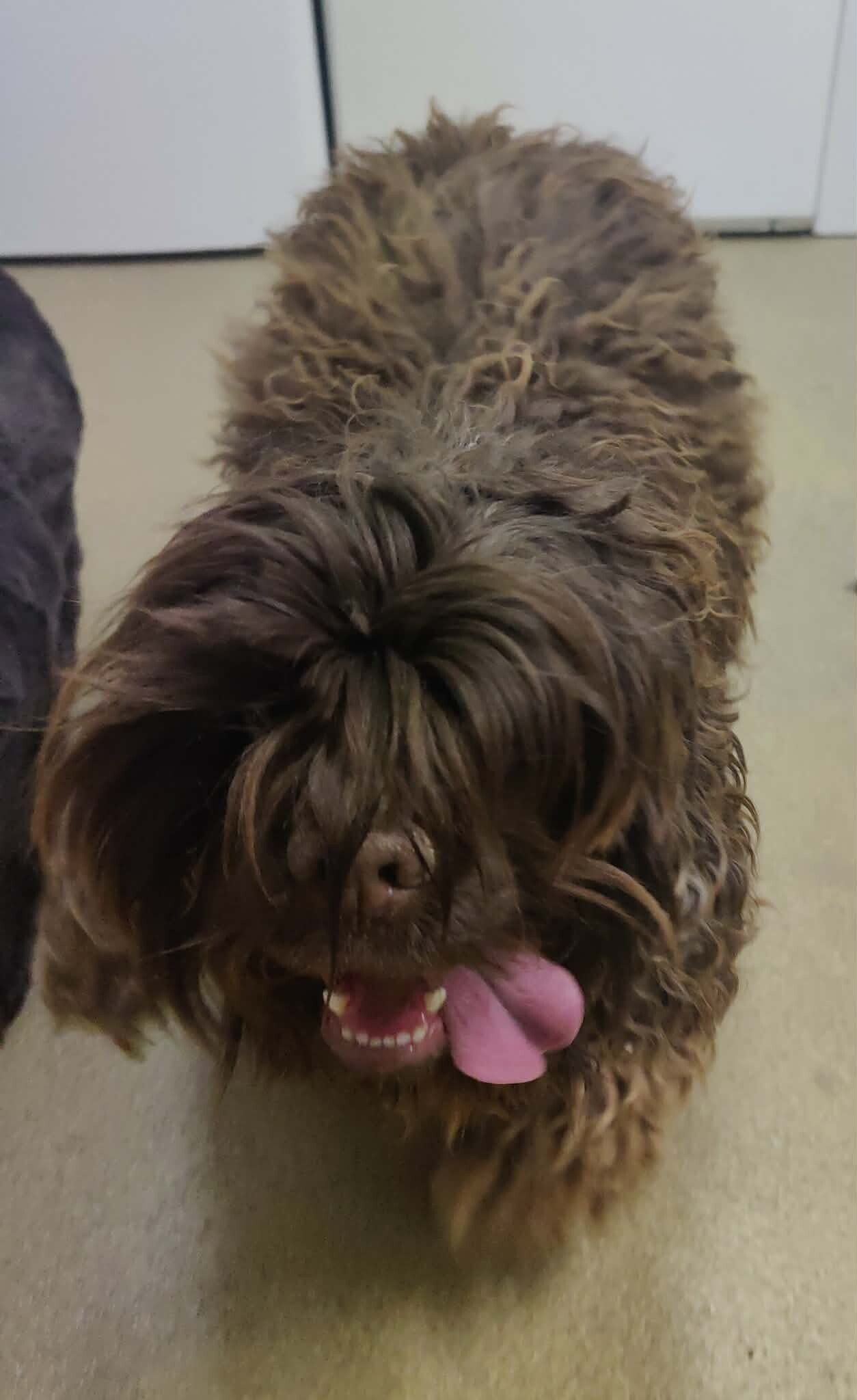 Picture of the Animal Listed