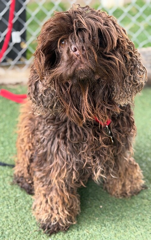 Picture of the Animal Listed