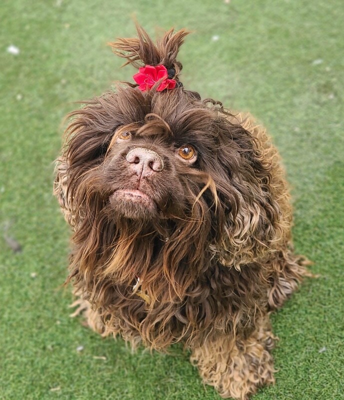 Picture of the Animal Listed