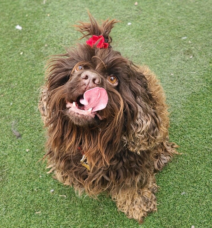 Picture of the Animal Listed