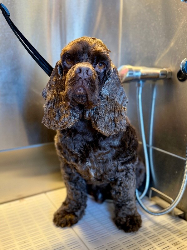 Picture of the Animal Listed