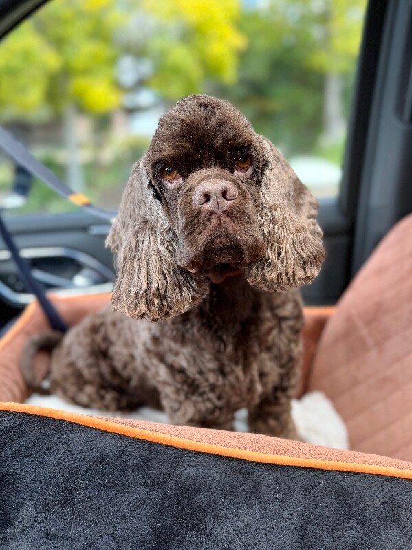 Picture of the Animal Listed