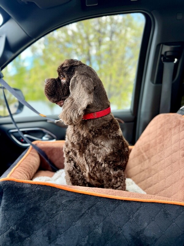 Picture of the Animal Listed