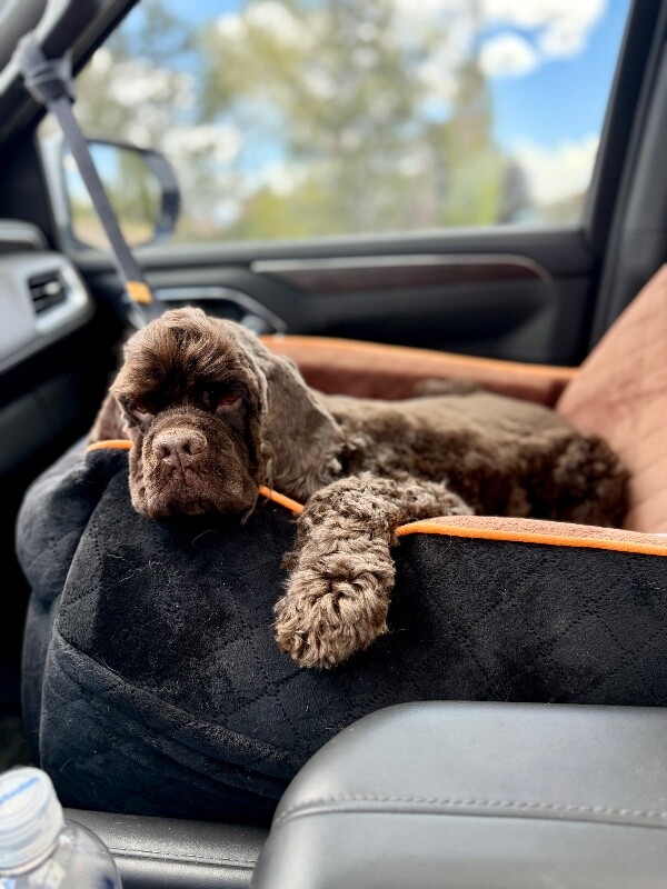 Picture of the Animal Listed