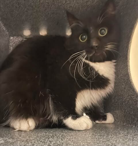 Picture of the Animal Listed