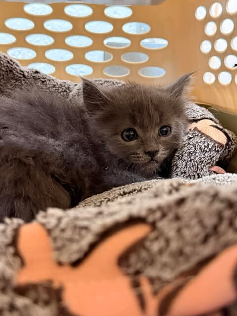 Picture of the Animal Listed