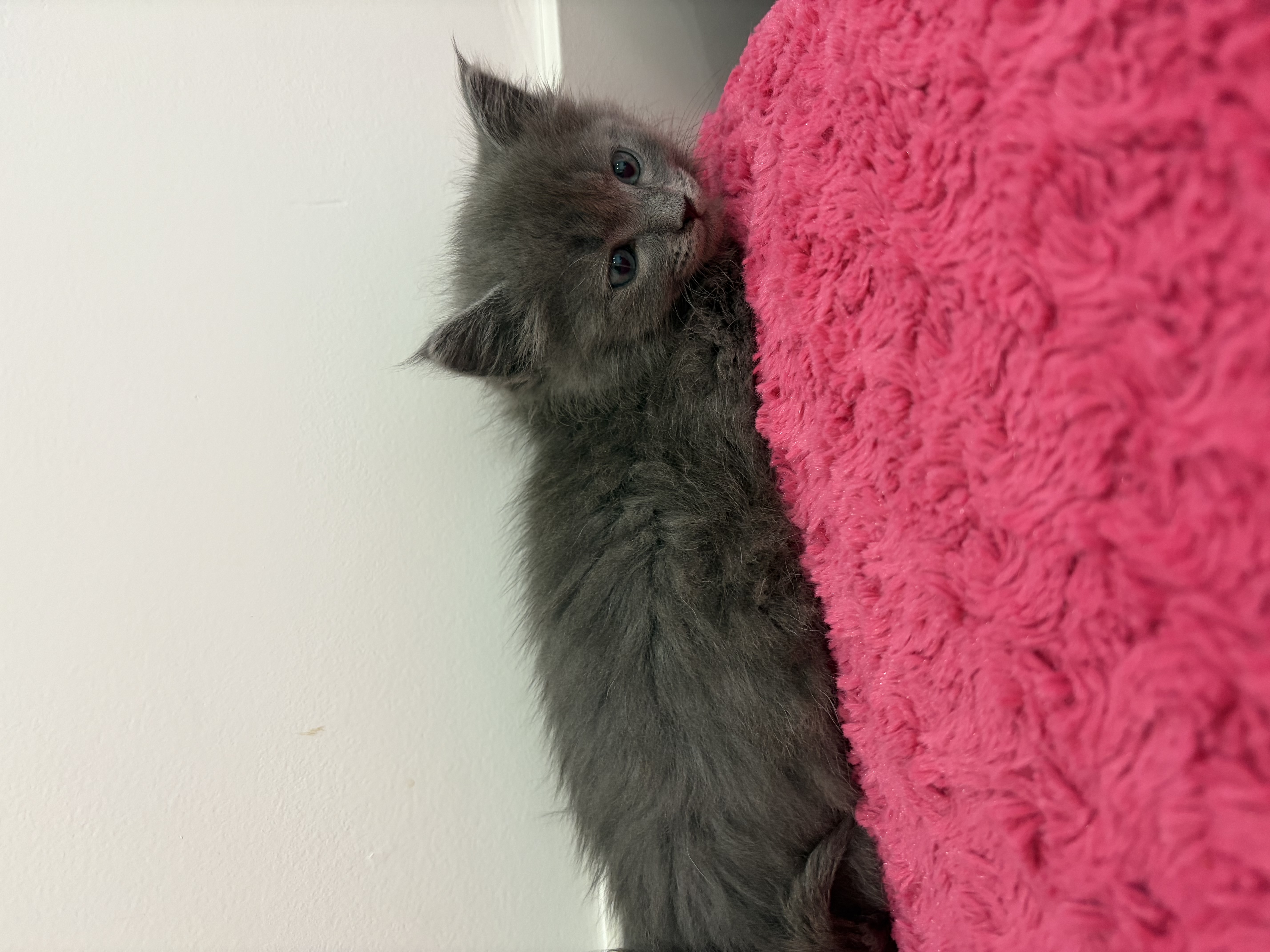 Picture of the Animal Listed