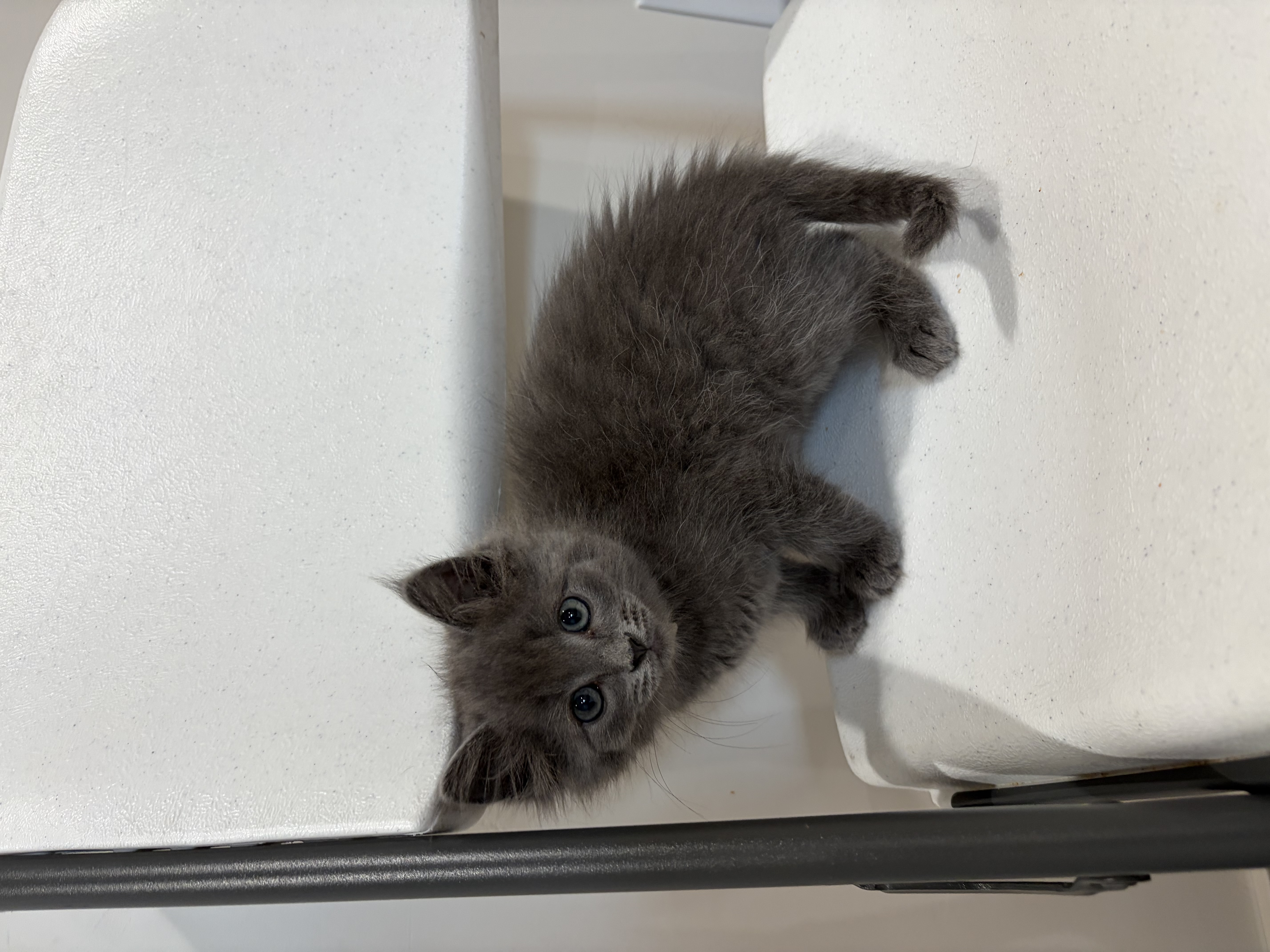 Picture of the Animal Listed