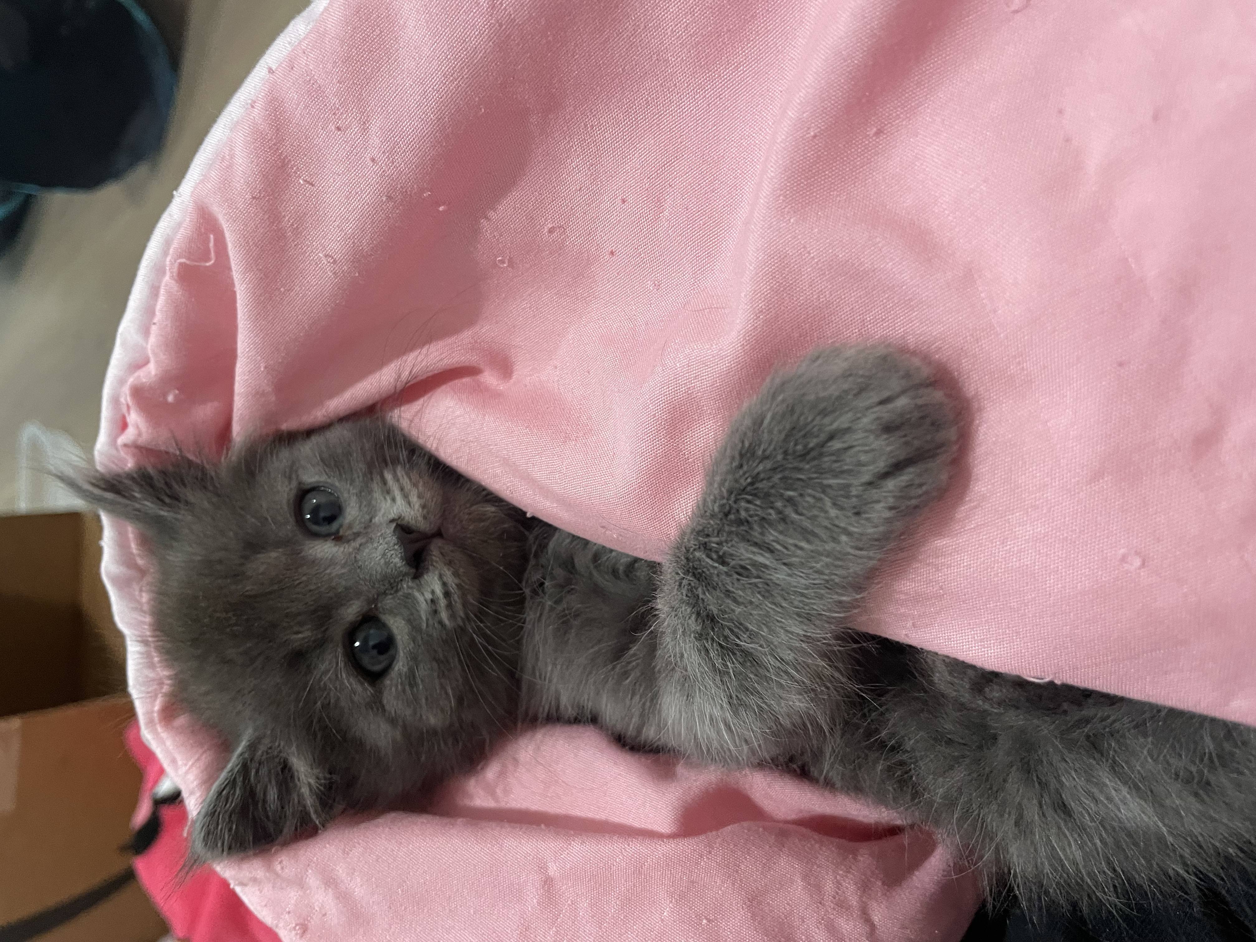 Picture of the Animal Listed