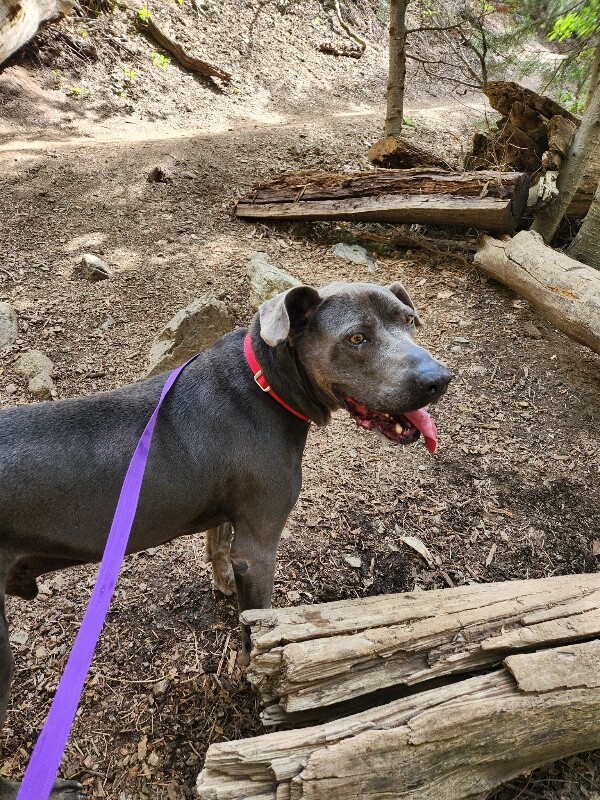 Picture of the Animal Listed