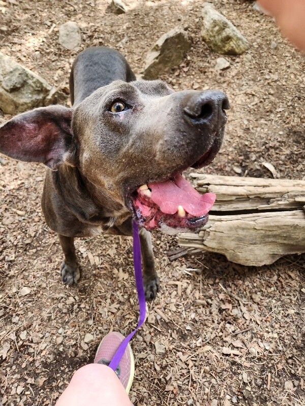 Picture of the Animal Listed