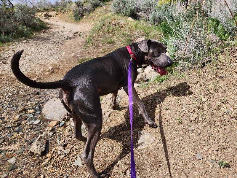 Picture of the Animal Listed