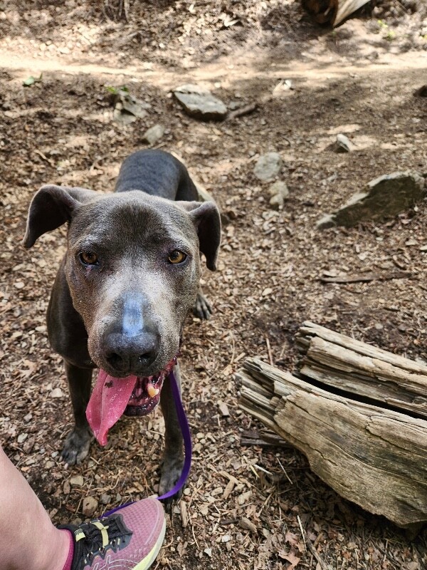 Picture of the Animal Listed