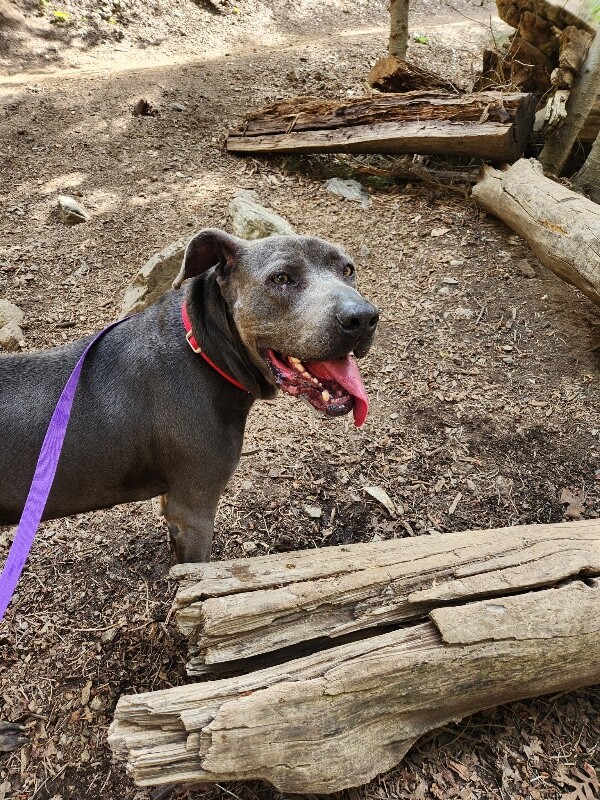 Picture of the Animal Listed