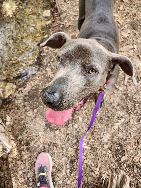 Picture of the Animal Listed