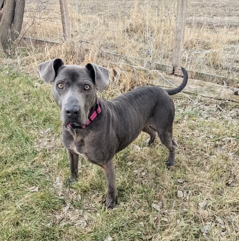 Picture of the Animal Listed