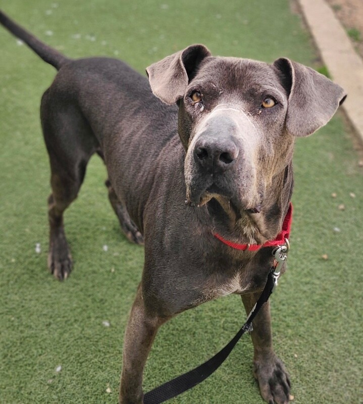 Picture of the Animal Listed