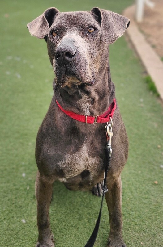 Picture of the Animal Listed