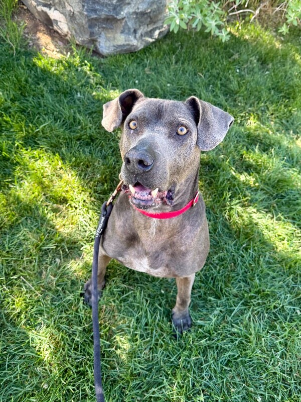 Picture of the Animal Listed