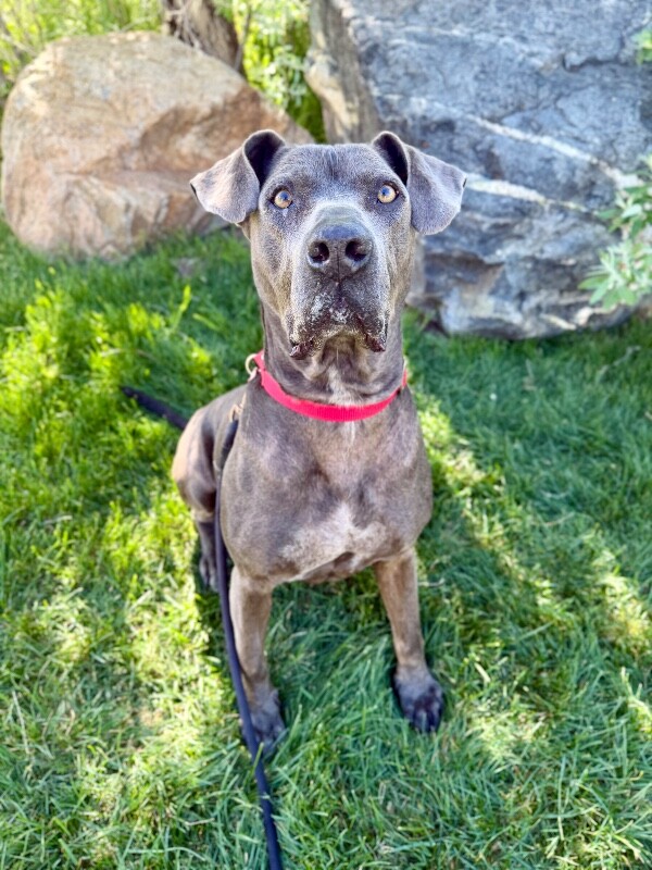 Picture of the Animal Listed