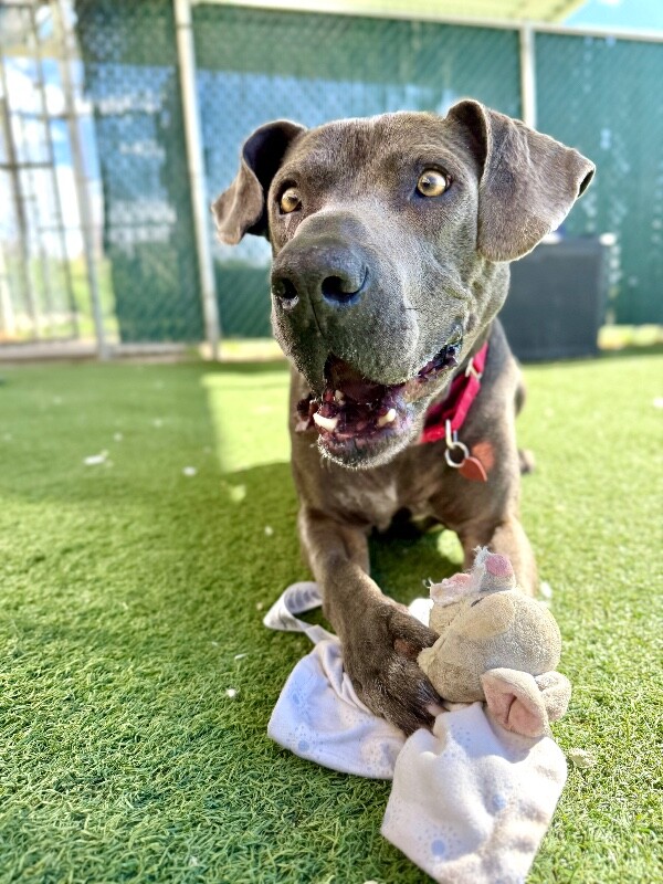 Picture of the Animal Listed